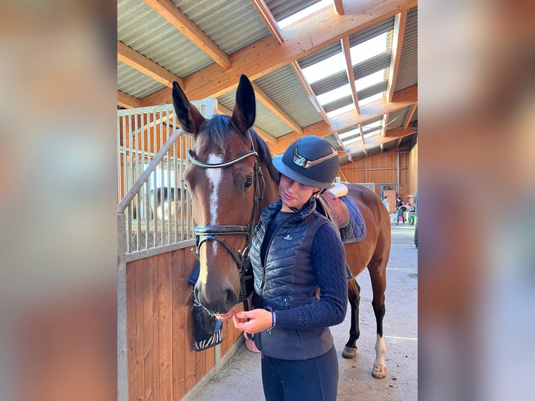 Hannoveraner Stute 6 Jahre 165 cm Brauner in Schlins