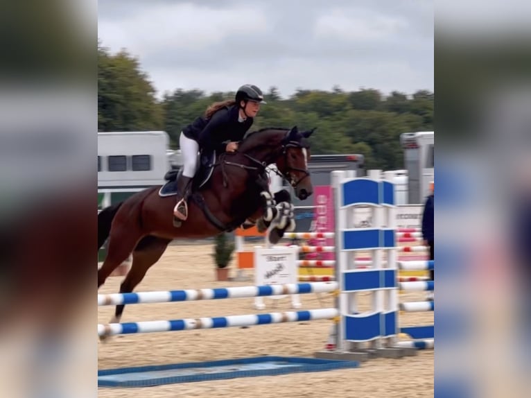 Hannoveraner Stute 6 Jahre 165 cm Brauner in Schlins