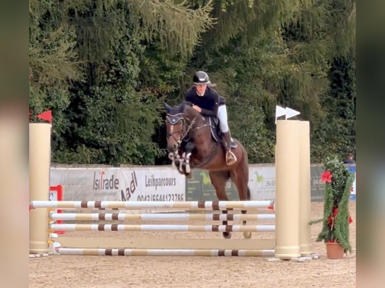Hannoveraner Stute 6 Jahre 165 cm Brauner in Schlins