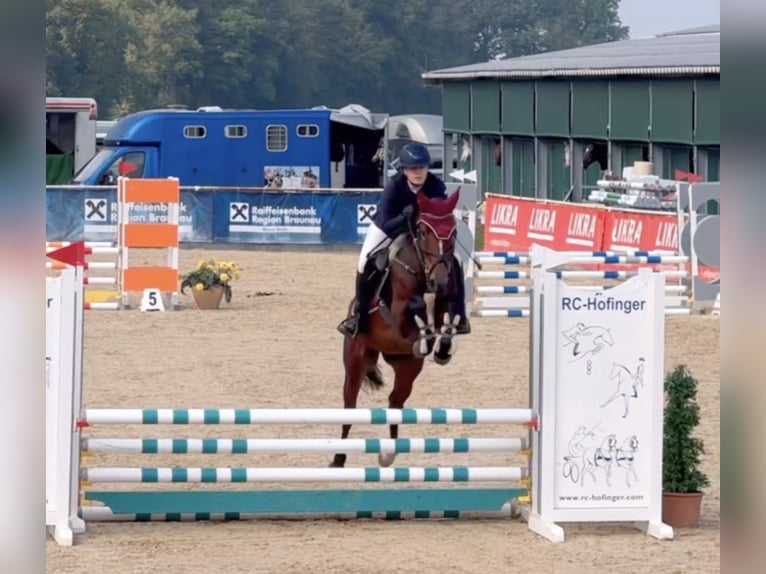 Hannoveraner Stute 6 Jahre 165 cm Brauner in Schlins