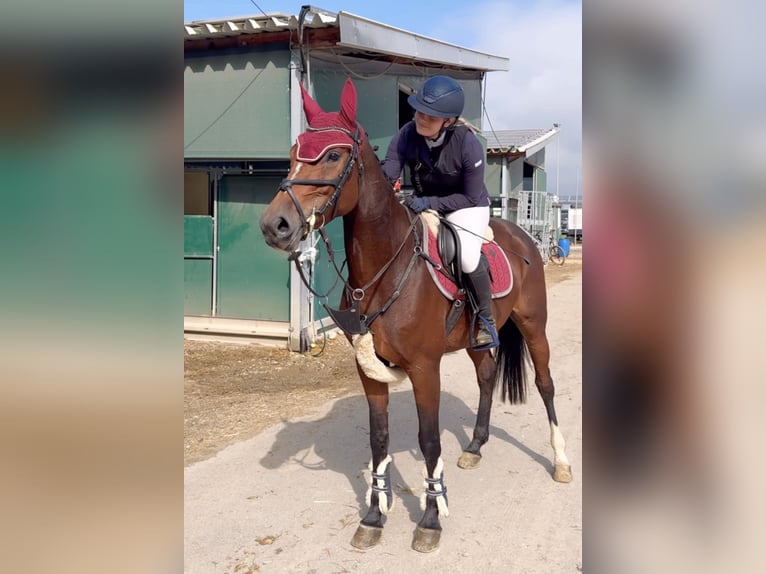 Hannoveraner Stute 6 Jahre 165 cm Brauner in Schlins