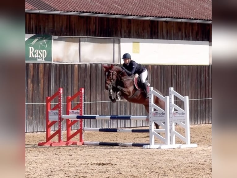 Hannoveraner Stute 6 Jahre 165 cm Brauner in Schlins