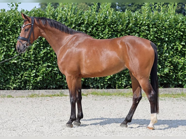 Hannoveraner Stute 6 Jahre 165 cm Brauner in Schlins