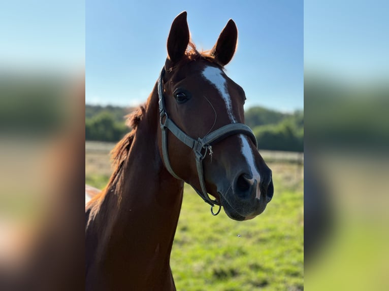 Hannoveraner Stute 6 Jahre 165 cm in Wahrenholz