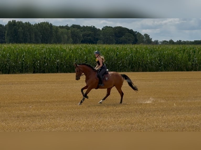 Hannoveraner Stute 6 Jahre 165 cm in T&#xF6;nisvorst