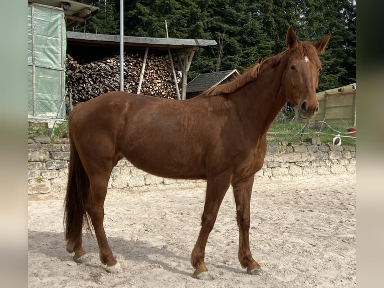 Hannoveraner Stute 6 Jahre 165 cm Fuchs in Gaggenau