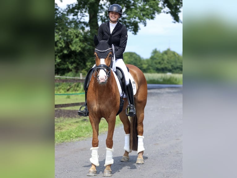 Hannoveraner Stute 6 Jahre 165 cm Fuchs in Münster