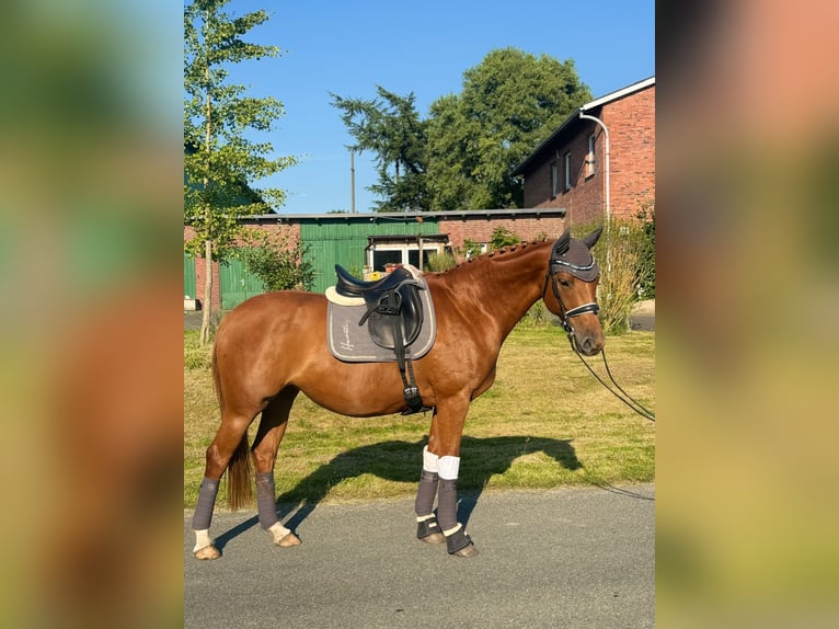 Hannoveraner Stute 6 Jahre 165 cm Fuchs in Hamburg Osdorf