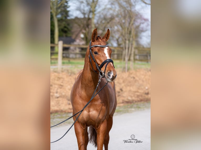 Hannoveraner Stute 6 Jahre 165 cm Fuchs in Dorsten