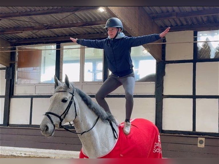 Hannoveraner Stute 6 Jahre 165 cm Schimmel in Verden (Aller)