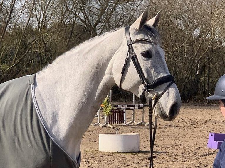 Hannoveraner Stute 6 Jahre 165 cm Schimmel in Verden (Aller)