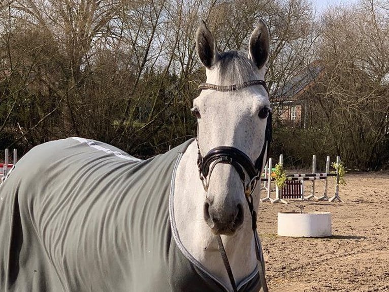 Hannoveraner Stute 6 Jahre 165 cm Schimmel in Verden (Aller)