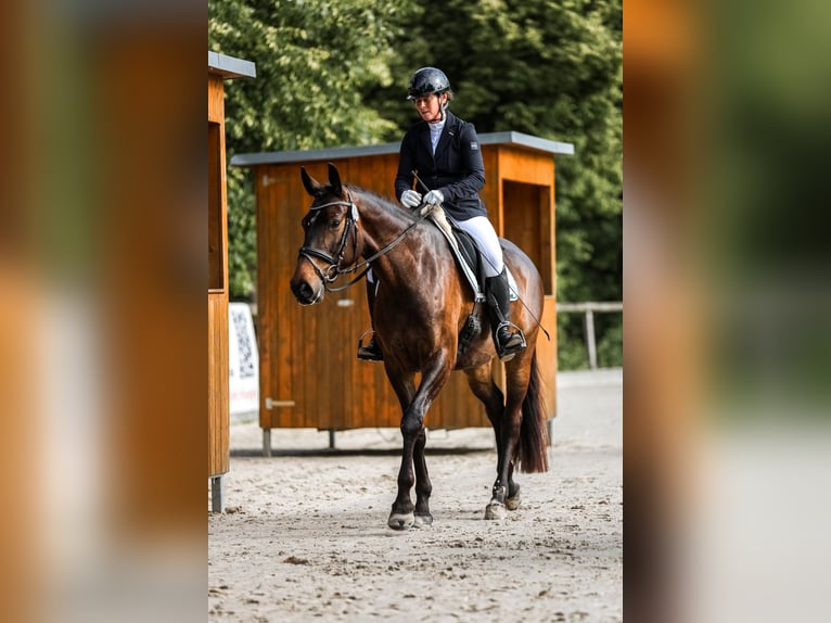 Hannoveraner Stute 6 Jahre 166 cm Brauner in Ratingen