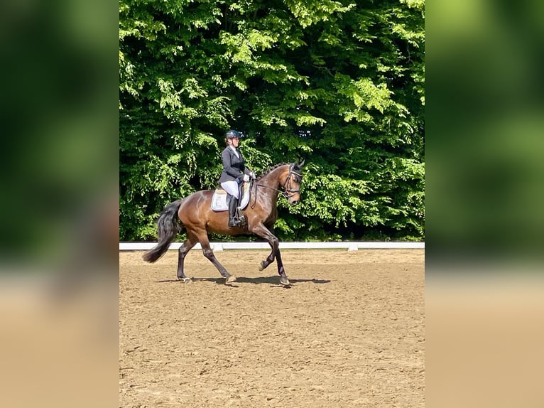 Hannoveraner Stute 6 Jahre 166 cm Brauner in Ratingen