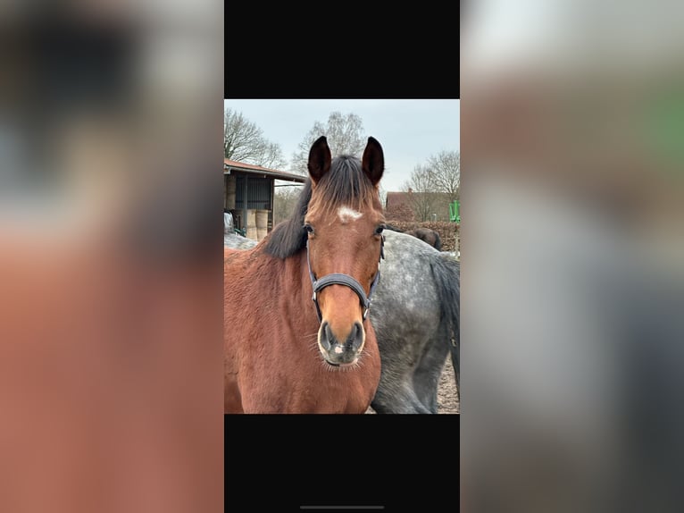 Hannoveraner Stute 6 Jahre 166 cm Brauner in Langwedel