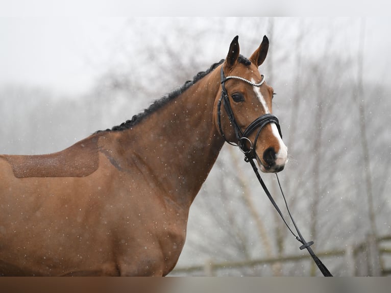 Hannoveraner Stute 6 Jahre 166 cm Brauner in Bonefeld