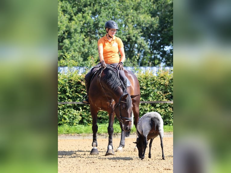 Hannoveraner Stute 6 Jahre 166 cm Brauner in Dannenberg (Elbe)