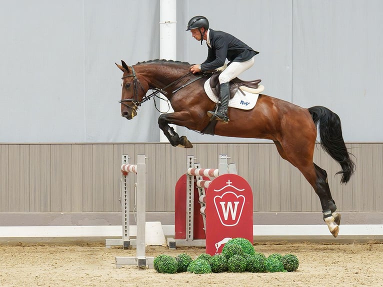 Hannoveraner Stute 6 Jahre 166 cm Brauner in Mnster-Handorf