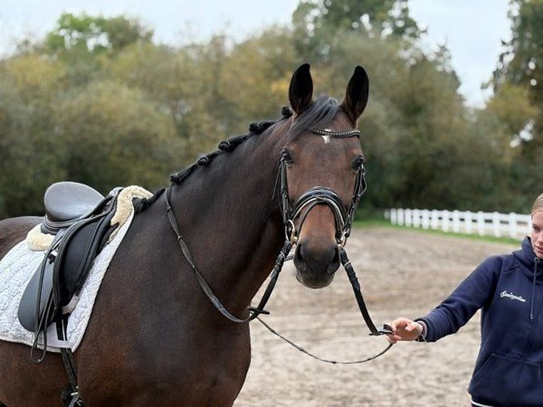 Hannoveraner Stute 6 Jahre 166 cm Dunkelbrauner in Verden (Aller)