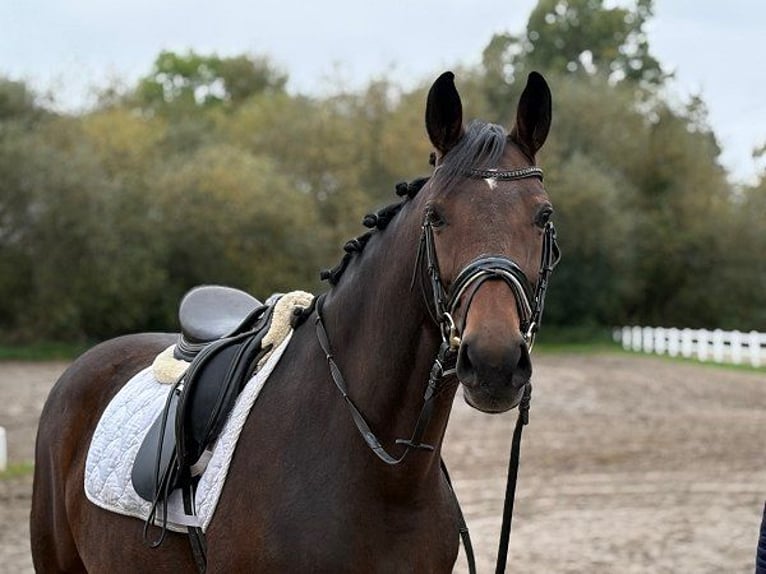 Hannoveraner Stute 6 Jahre 166 cm Dunkelbrauner in Verden (Aller)