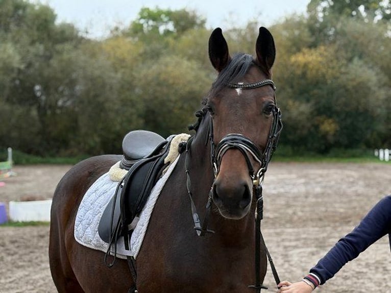 Hannoveraner Stute 6 Jahre 166 cm Dunkelbrauner in Verden (Aller)