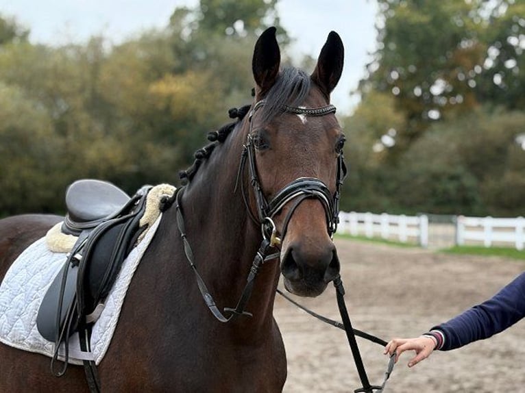 Hannoveraner Stute 6 Jahre 166 cm Dunkelbrauner in Verden (Aller)