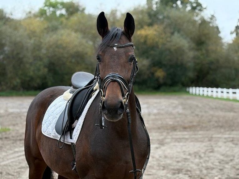 Hannoveraner Stute 6 Jahre 166 cm Dunkelbrauner in Verden (Aller)