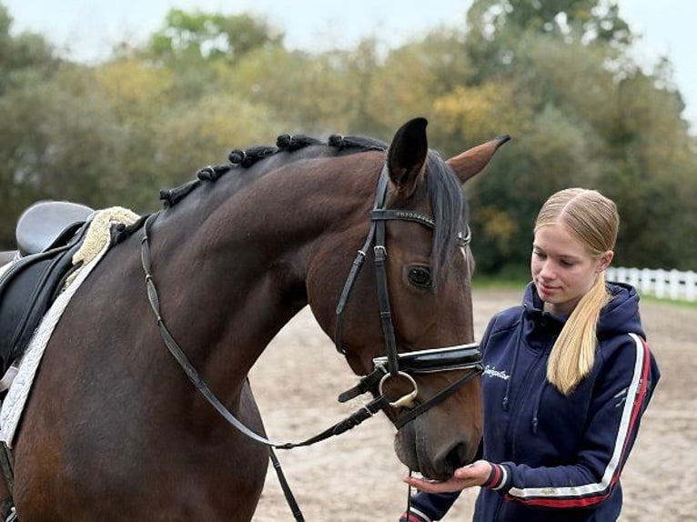 Hannoveraner Stute 6 Jahre 166 cm Dunkelbrauner in Verden (Aller)