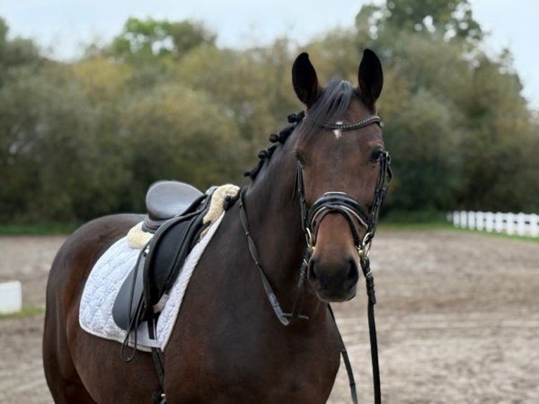 Hannoveraner Stute 6 Jahre 166 cm Dunkelbrauner in Verden (Aller)