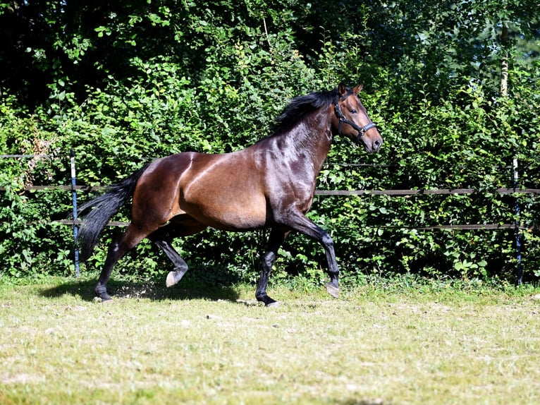 Hannoveraner Stute 6 Jahre 166 cm Dunkelbrauner in Farven