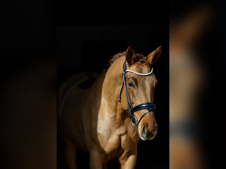 Hannoveraner Stute 6 Jahre 166 cm Dunkelfuchs in Rosenheim