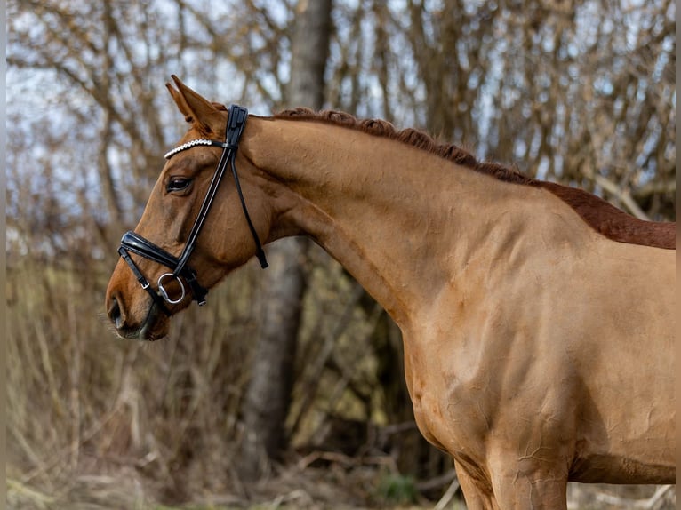 Hannoveraner Stute 6 Jahre 166 cm Dunkelfuchs in Rosenheim