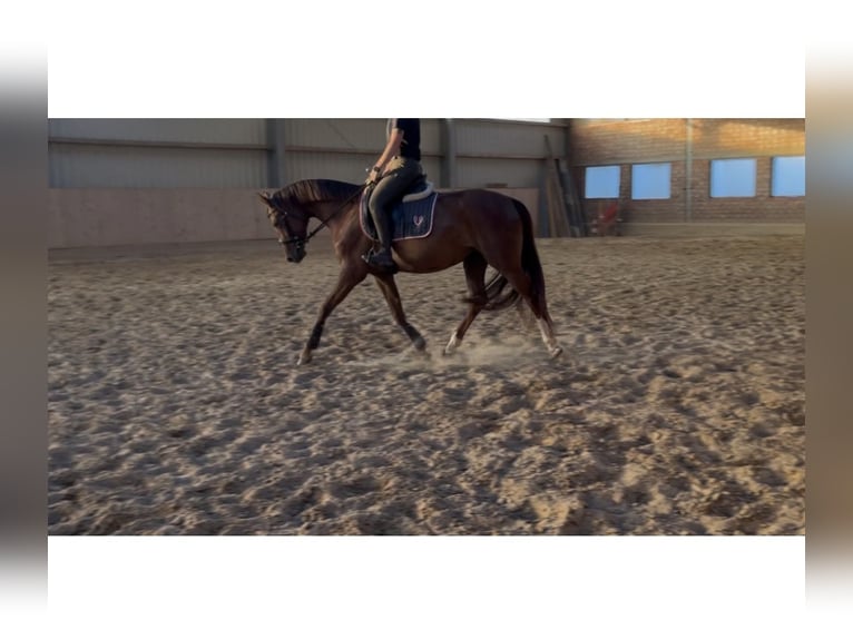 Hannoveraner Stute 6 Jahre 166 cm Dunkelfuchs in Zülpich