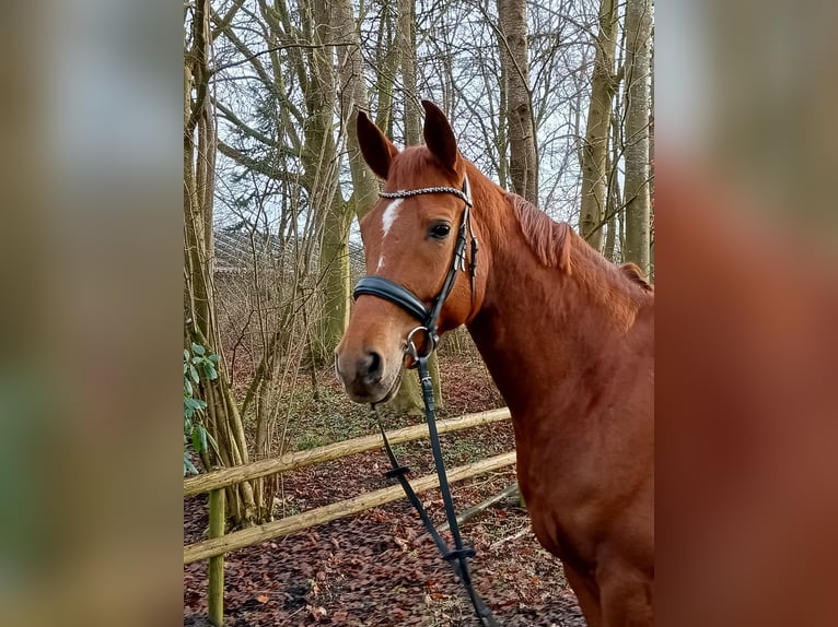 Hannoveraner Stute 6 Jahre 166 cm Fuchs in Belum