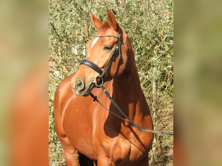 Hannoveraner Stute 6 Jahre 166 cm Fuchs in Worpswede
