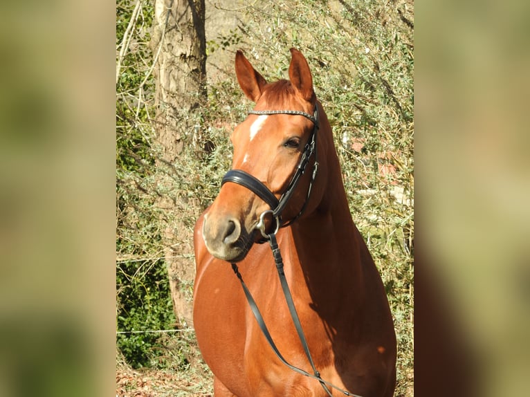 Hannoveraner Stute 6 Jahre 166 cm Fuchs in Worpswede