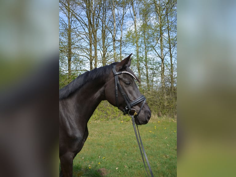 Hannoveraner Stute 6 Jahre 166 cm Rappe in Dierstorf