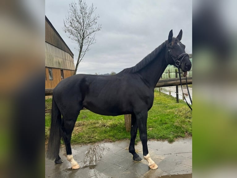 Hannoveraner Stute 6 Jahre 166 cm Rappe in Bleckede