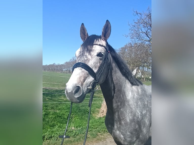 Hannoveraner Stute 6 Jahre 166 cm Schimmel in Belum
