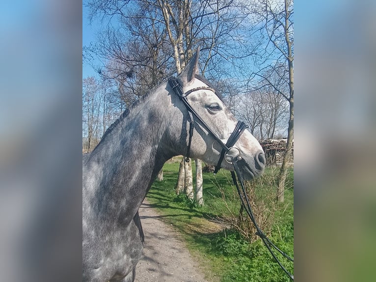 Hannoveraner Stute 6 Jahre 166 cm Schimmel in Belum