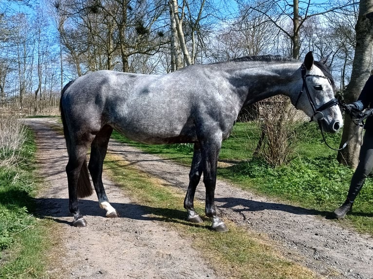 Hannoveraner Stute 6 Jahre 166 cm Schimmel in Belum
