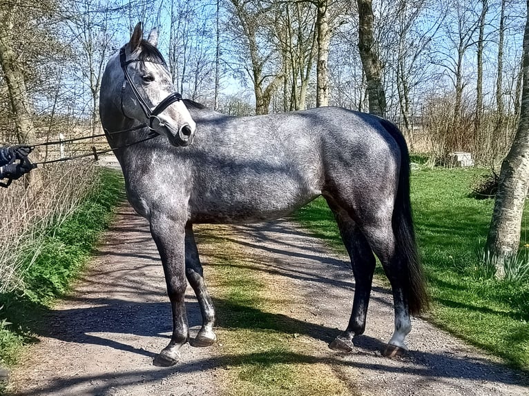 Hannoveraner Stute 6 Jahre 166 cm Schimmel in Belum