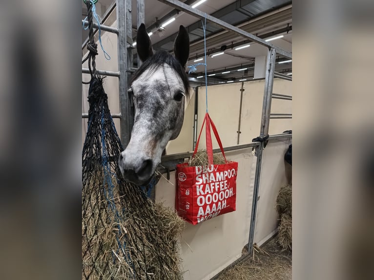 Hannoveraner Stute 6 Jahre 166 cm Schimmel in Belum
