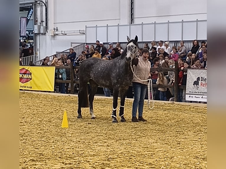 Hannoveraner Stute 6 Jahre 166 cm Schimmel in Belum