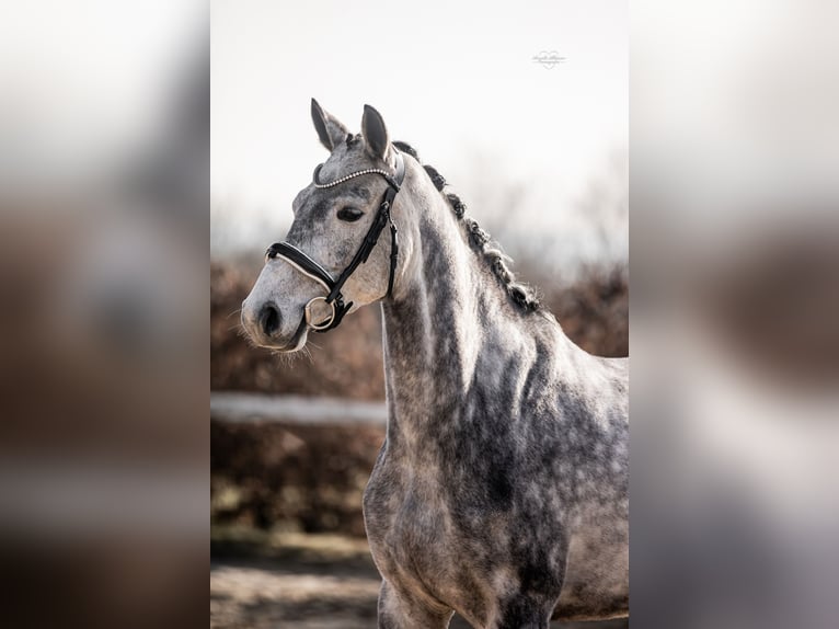 Hannoveraner Stute 6 Jahre 166 cm Schimmel in Cremlingen