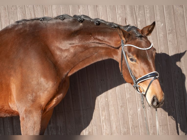 Hannoveraner Stute 6 Jahre 167 cm Brauner in M&#xF6;mbris