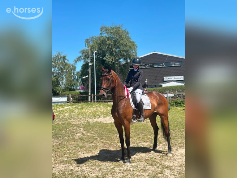 Hannoveraner Stute 6 Jahre 167 cm Brauner in Fredenbeck