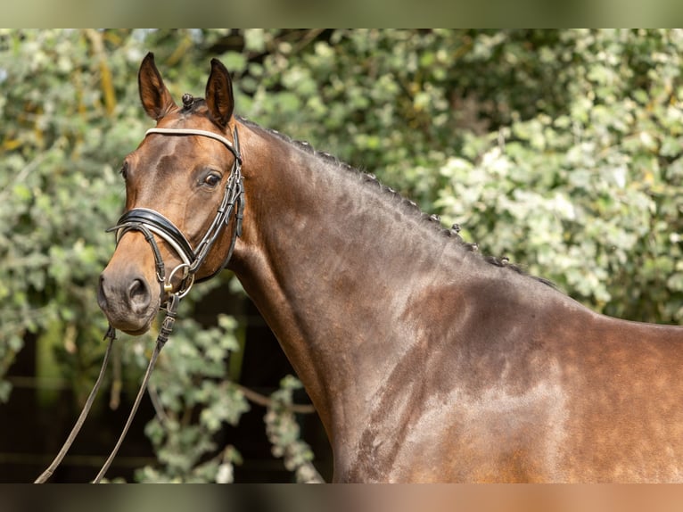 Hannoveraner Stute 6 Jahre 167 cm Brauner in Kladrum
