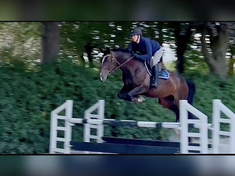 Hannoveraner Stute 6 Jahre 167 cm Brauner in Bremervörde