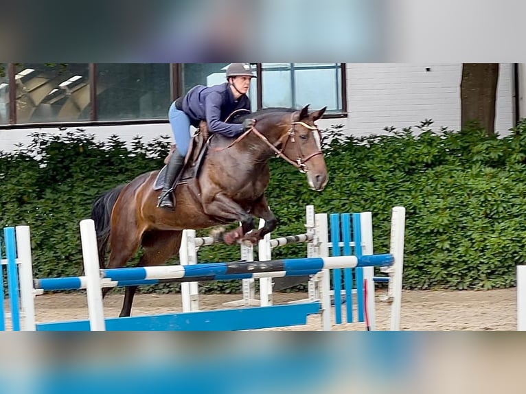 Hannoveraner Stute 6 Jahre 167 cm Brauner in Bremervörde
